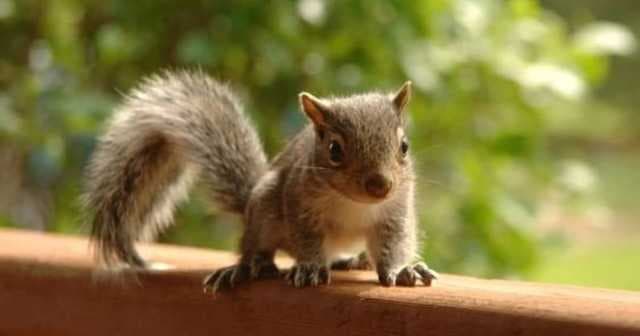 10 tips to keep squirrels out of your garden