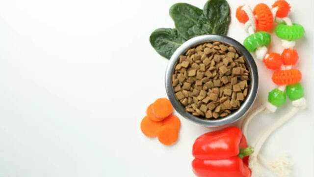 The Rise of Vegetarian Dog Food for Healthier Pets